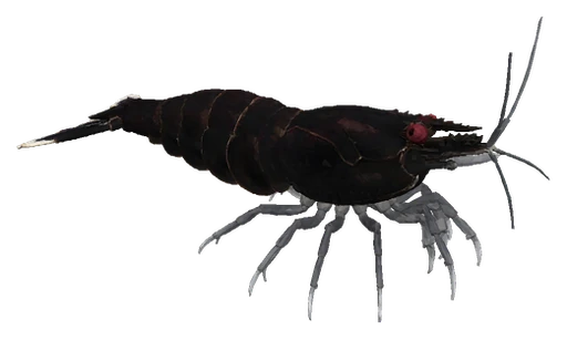 Cherry Shrimp, Black Rose