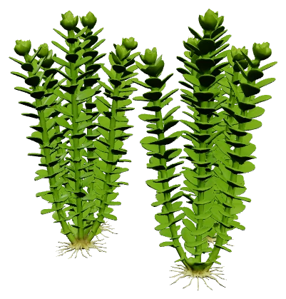 Rotala indica 'Bonsai' (Rotala indica)