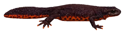 Chinese Fire-bellied Newt (Cynops orientalis)