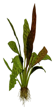 Ozelot Sword (Echinodorus "Ozelot")