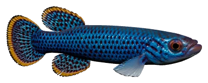 Gardneri Killifish (Fundulopanchax gardneri)