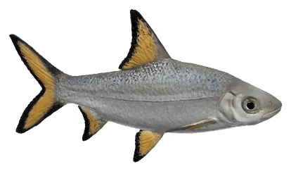 Bala Shark (Balantiocheilos melanopterus)