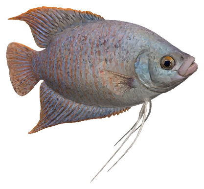 Thick-lipped Gourami (Trichogaster labiosa)