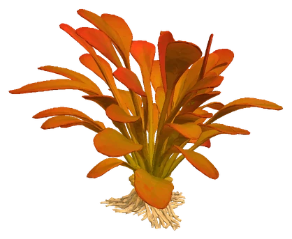 Samolus parviflorus 'Red' (Samolus parviflorus)