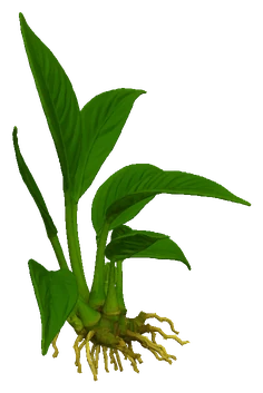 Anubias 'Nangi'