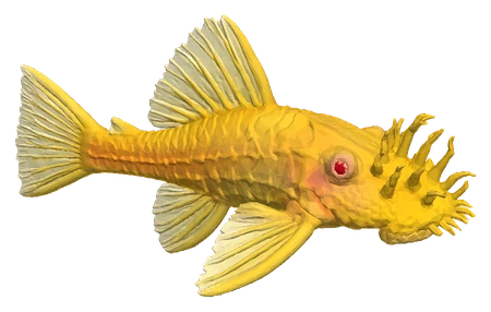 Bristlenose Pleco, Albino