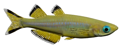 Forktail Rainbowfish (Pseudomugil furcatus)