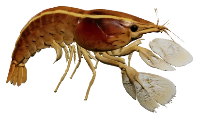 Bamboo Shrimp (Atyopsis moluccensis)