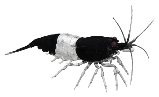 Cherry Shrimp, Carbon Rili