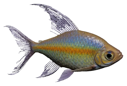 Congo Tetra (Phenacogrammus interruptus)