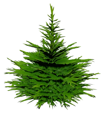 Christmas Moss (Vesicularia montagnei)