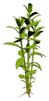 Hygrophila polysperma