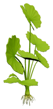 Nymphoides hydrophylla 'Taiwan' (Nymphoides hydrophylla)
