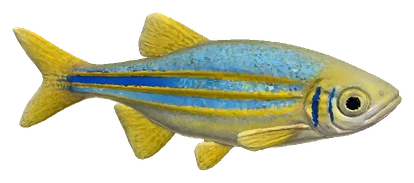 Giant Danio (Devario malabaricus)