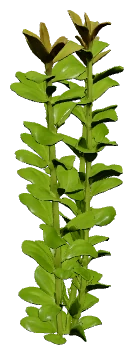 Bacopa caroliniana