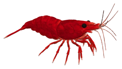 Cherry Shrimp, Bloody Mary