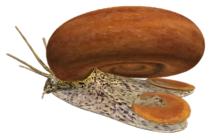 Colombian Ramshorn Snail (Marisa cornuarietis)