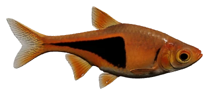 Lambchop Rasbora (Trigonostigma espei)