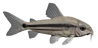 Pygmy Cory (Corydoras pygmaeus)
