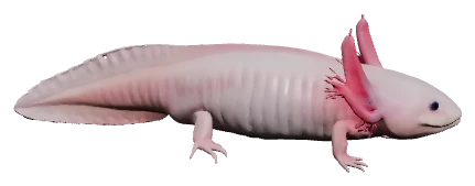 Axolotl (Ambystoma mexicanum)