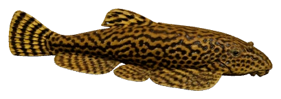 Hillstream Loach (Sewellia lineolata)