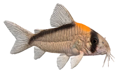Adolfo's Cory (Corydoras adolfoi)