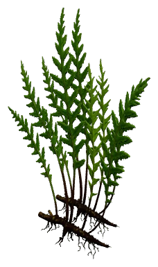 Bolbitis (Bolbitis heudelotii)
