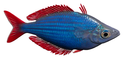 Dwarf Neon Rainbowfish (Melanotaenia praecox)