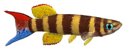 Clown Killifish (Epiplatys annulatus)