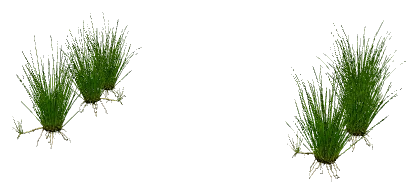 Dwarf Hairgrass Mini (Eleocharis acicularis "Mini")