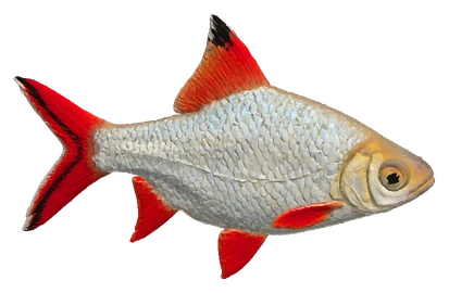 Tinfoil Barb (Barbonymus schwanenfeldii)
