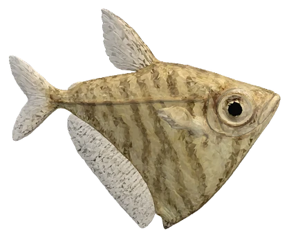 Marbled Hatchetfish (Carnegiella strigata)