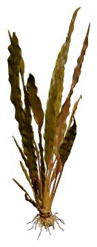 Cryptocoryne spiralis