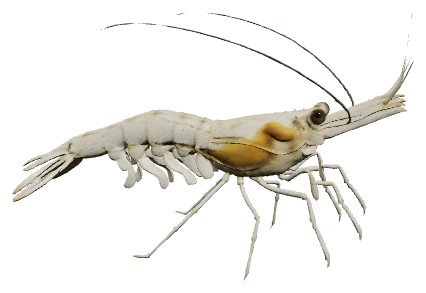 Ghost Shrimp (Palaemonetes paludosus)