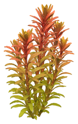 Rotala rotundifolia, Orange Juice