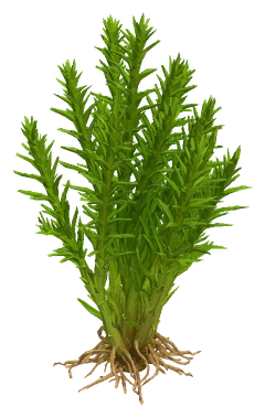 Gratiola viscidula