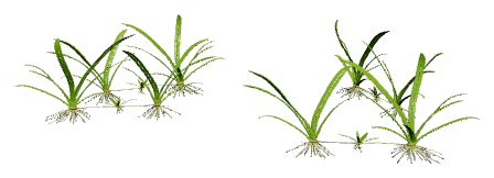 Helanthium 'Quadricostatus' (Helanthium bolivianum)