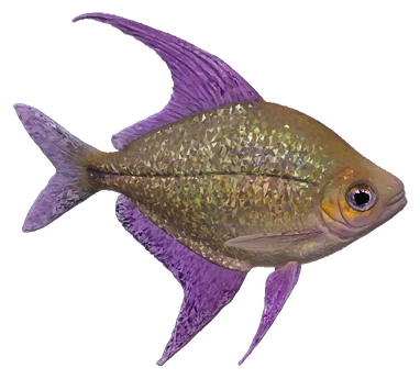 Diamond Tetra (Moenkhausia pittieri)