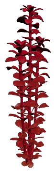 Ludwigia palustris 'Super Red' (Ludwigia palustris)