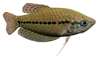 Sparkling Gourami (Trichopsis pumila)