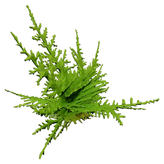 Taiwan Moss (Taxiphyllum alternans)