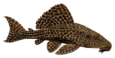 Common Pleco (Pterygoplichthys pardalis)