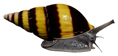Assassin Snail (Anentome helena)