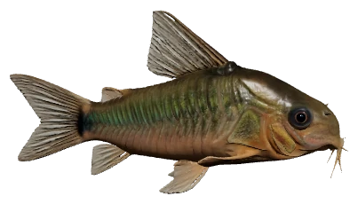 Bronze Cory (Corydoras aeneus)