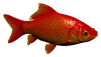 Goldfish (Carassius auratus)