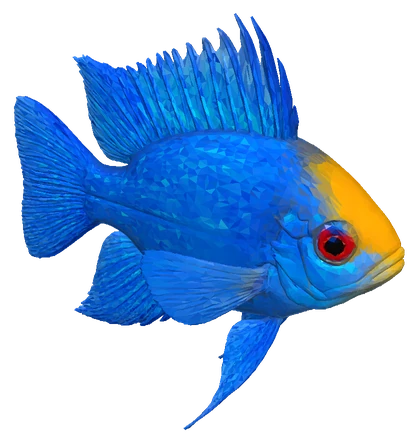 German Blue Ram, Electric Blue