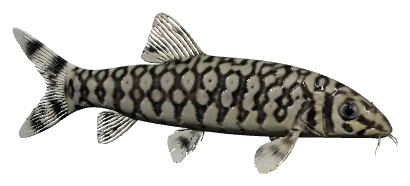 Yoyo Loach (Botia almorhae)
