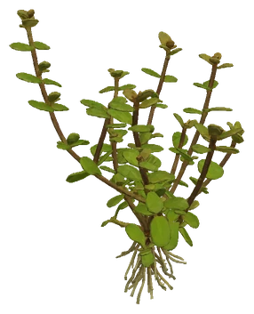 Hygrophila serpyllum