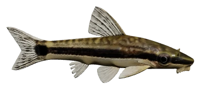 Otocinclus (Otocinclus vittatus)