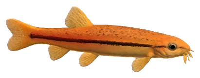 Rosy Loach (Petruichthys sp. "rosy")